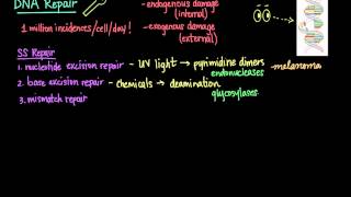 DNA Repair [upl. by Carolynn]