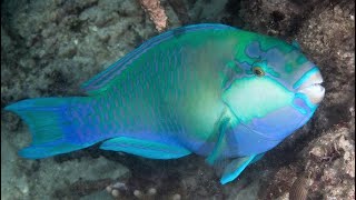 Facts The Parrotfish [upl. by Annailuj]