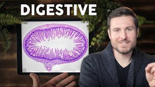 Digestive System Histology Explained for Beginners  Corporis [upl. by Enidualc]