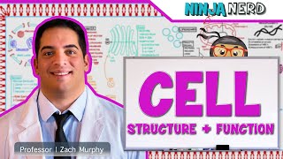 Cell Biology  Cell Structure amp Function [upl. by Trevor715]