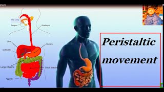 PERISTALTIC MOVEMENT IN Human Digestive System 10th CLASS BIOLOGY [upl. by Naesyar]