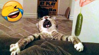 Funny Cat Scares Of Ordinary Things  Cute And Funny Cat Reactions [upl. by Gurney312]