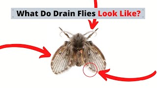 What Are Drain Flies Identify amp Treatment [upl. by Krischer317]