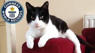 Loudest Purring Cat  Guinness World Records [upl. by Nalhsa]