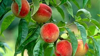 How to Grow Peaches Organically  Complete Growing Guide [upl. by Varin]