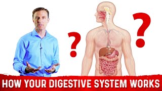 An Introduction to the Digestive System [upl. by Garfield]