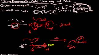 CreLox Recombination Systems [upl. by Aniala]