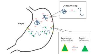 Verdauung der Proteine [upl. by Randall]