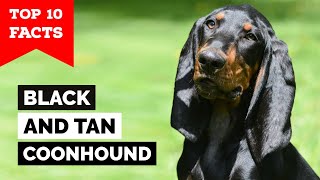 Black And Tan Coonhound  Top 10 Facts [upl. by Hotchkiss]