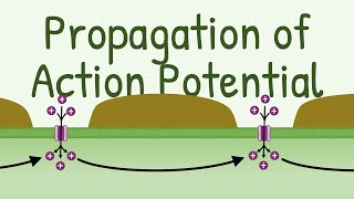 Propagation of Action Potential [upl. by Tadich205]