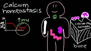 Calcium Homeostasis and Parathyroid Hormone  PTH [upl. by Nani908]