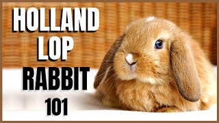 Holland Lop Rabbit 101 [upl. by Naggem4]