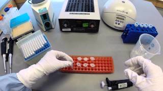 DNA Extraction Protocol  Part 1 [upl. by Aracot546]