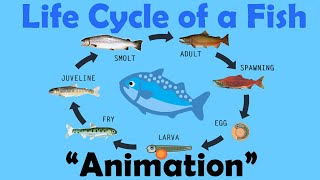 FISH LIFE CYCLE  Animation [upl. by Janina]