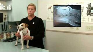 Syringomyelia A canine neurological disorder [upl. by Renfred]