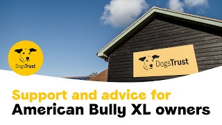 Support for American Bully XL owners  Dogs Trust [upl. by Averi449]