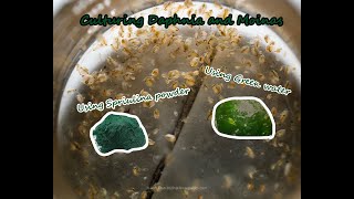 How To Culture Daphnia and Moinas using Green Water Spirulina powder [upl. by Atnoed]