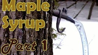 Making Maple Syrup Part 1 How to Select amp Tap a Maple Tree [upl. by Milewski]