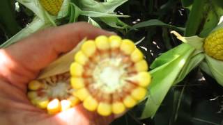 Calculating Corn Bushels per Acre [upl. by Lanevuj]