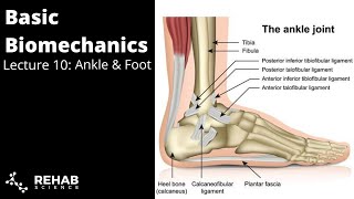 Biomechanics Lecture 10 Ankle amp Foot [upl. by Drye702]