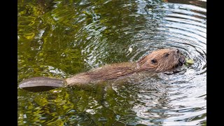 Beaver Building A Dam [upl. by Adnilim]