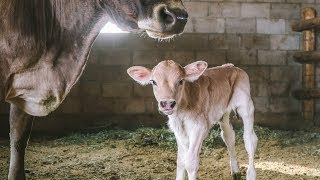 Brand New Milk Cow CALF seconds old [upl. by Hales292]