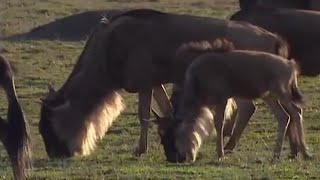 Mass Wildebeest Exodus  Massive Nature  BBC Earth [upl. by Hu]