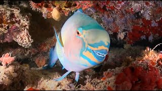 Why Parrotfish are Important [upl. by Yraunaj]