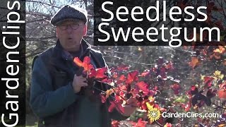 Seedless Sweetgum  Liquidambar styraciflua Rotundiloba  How to grow Sweetgum [upl. by Cayser574]