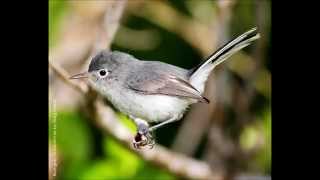 Bluegray Gnatcatcher Song [upl. by Alieka]