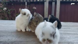 Netherland Dwarf Rabbits [upl. by Lamoureux856]