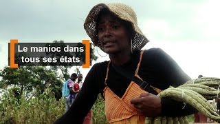 Cameroun  Le manioc dans tous ses états [upl. by Loreen477]