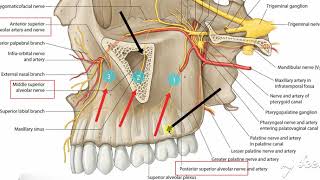 Maxillary nerve branches 3 [upl. by Ehrman]