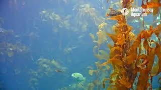 Kelp Cam and Carry On  Monterey Bay Aquarium Kelp Forest Live Cam [upl. by Airakaz594]