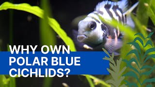 Why Own Polar Blue Parrot Cichlids [upl. by Pontias584]