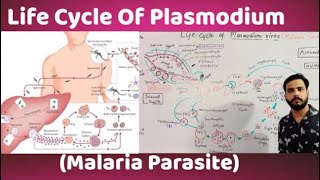 Life Cycle Of Plasmodium vivaxMalaria parasite [upl. by Jacinta]