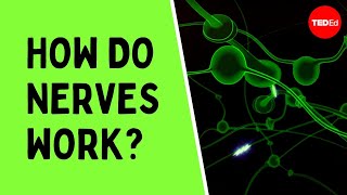 How do nerves work  Elliot Krane [upl. by Jaimie112]