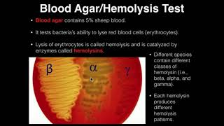 Microbiology HemolysisBlood Agar [upl. by Emsmus509]