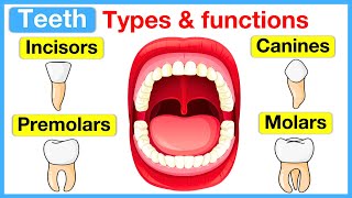 Types of teeth 🦷  Incisors canines premolars amp molars [upl. by Mireielle]