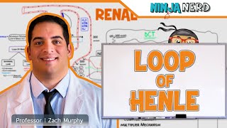 Renal  Loop of Henle [upl. by Vadnee]