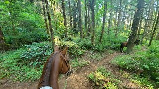 Horse Trail ride on a difficult singletrack trail [upl. by Anahsirk881]