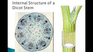 Plant Parts and Functions [upl. by Aspasia]