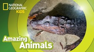 Black Caiman  Amazing Animals [upl. by Tebor]