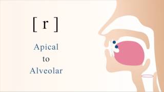 r  voiced apical alveolar trill [upl. by Ynneb]