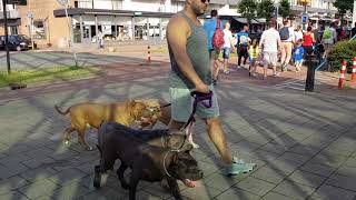 Walking with 4 Bully Pitbulls in public for the first time [upl. by Ayanej]