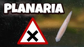 Planaria  How to manage them DIY trap [upl. by Aloibaf]