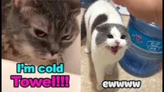 These Cats Can Speak English  TALKING CATS quotMEOWquot Language  Tiktok pets Video [upl. by Natalya45]