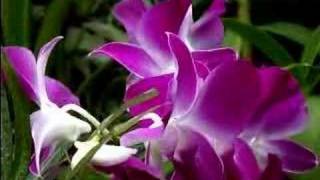 Dendrobium Orchid Care Made Easy [upl. by Gerge]