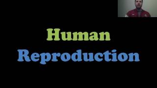 Human Reproduction [upl. by Eleni65]