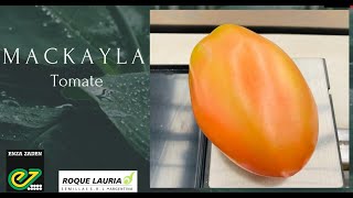 TOMATE MACKAYLA🍅 [upl. by Stephania]